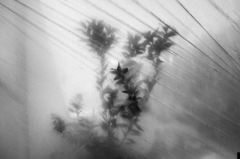 © Jost Franko - A tree is seen in a farm in Rafah, Gaza Strip, Palestine, on Nov. 6th 2013. A tree is seen in a farm in Rafah.