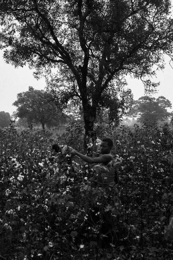 © Jost Franko - Villagers pick cotton in a village near Toussiana, Burkina Faso, on December 3rd 2015.
