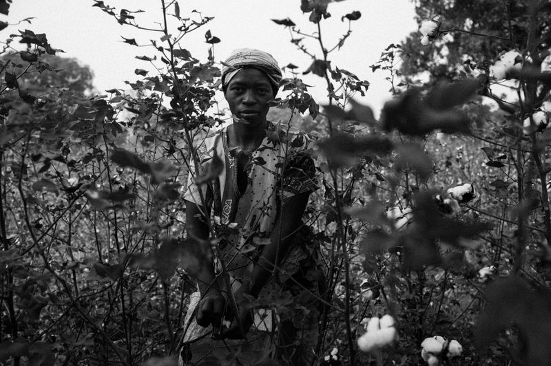 © Jost Franko - Farmer picks up the harvest in a cotton field near Toussiana, in Burkina Faso, on December 3rd 2015.