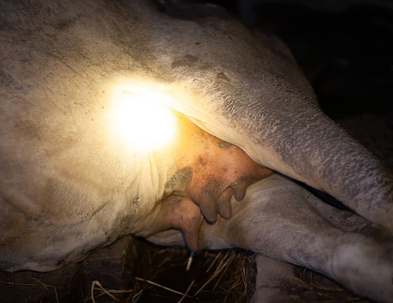 © Ryan Andrew - helpless