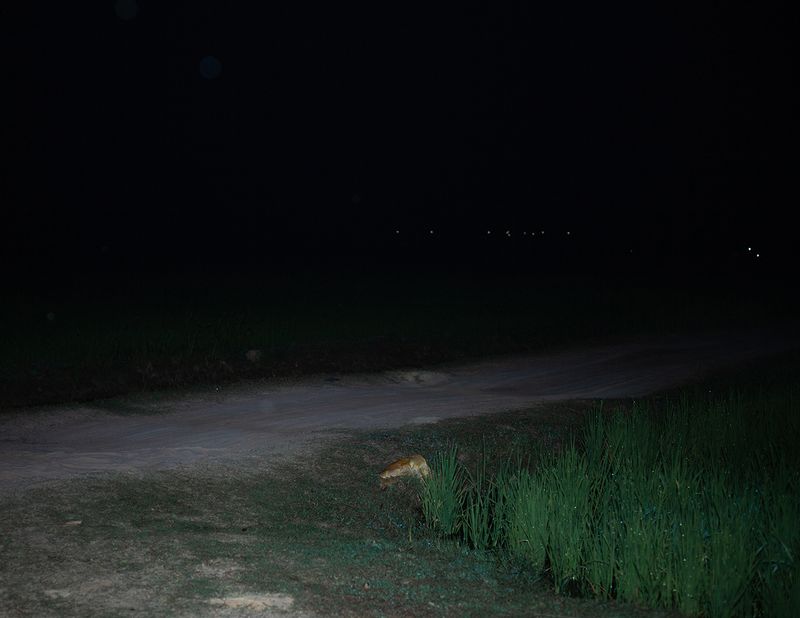 © Ryan Andrew - an empty rice fields