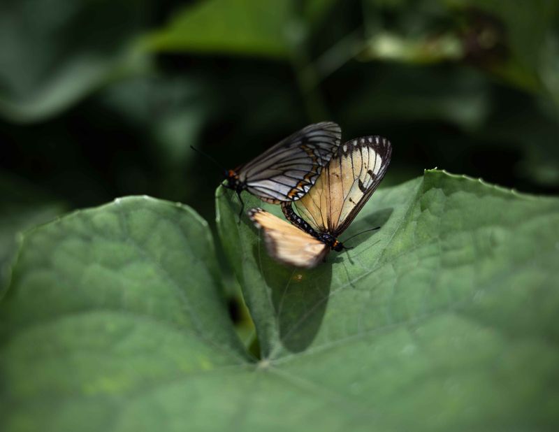 © Ryan Andrew - Fragile wings, Sometime love promised me pretty sins, 2024.