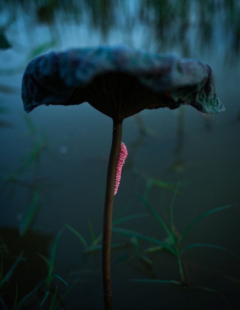 © Ryan Andrew - Breath cluster, 2024.