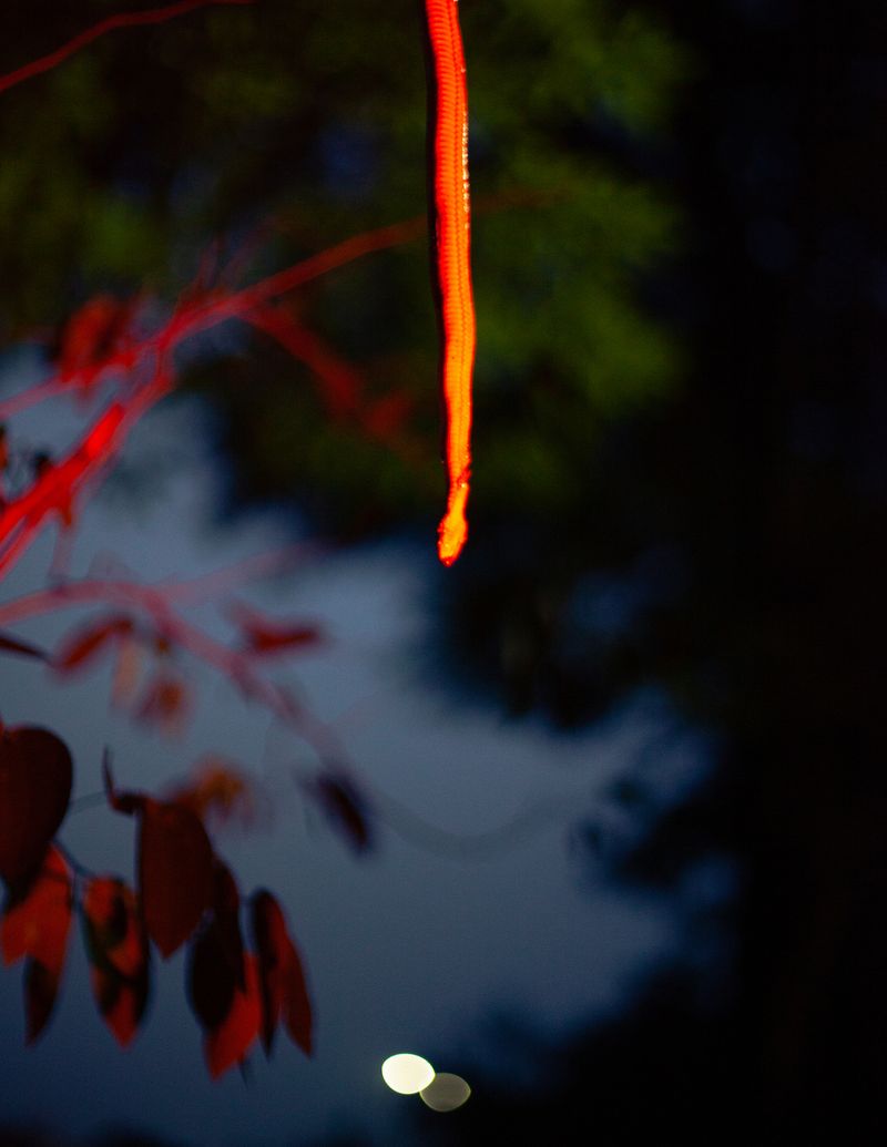 © Ryan Andrew - Snake bite the moon, 2025.