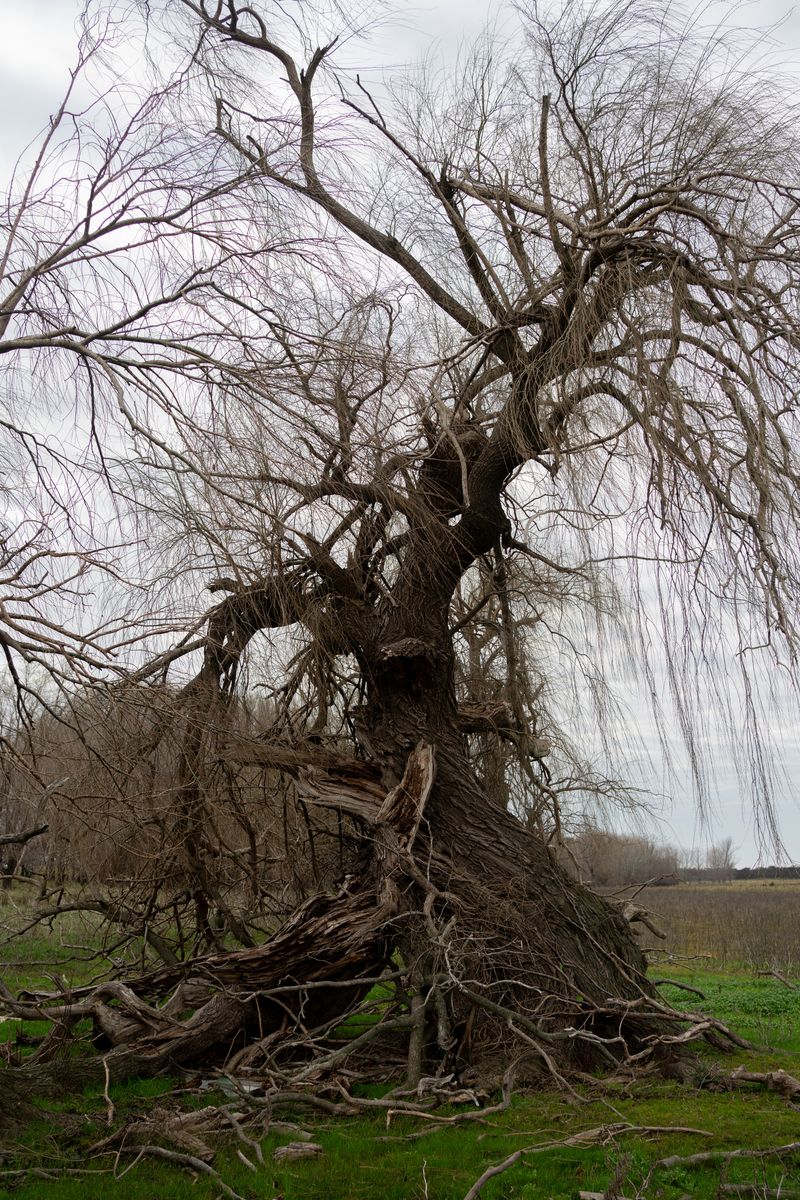 © Martín Estol - Century-old willow near the Fort Atreucó, La Pampa Province.