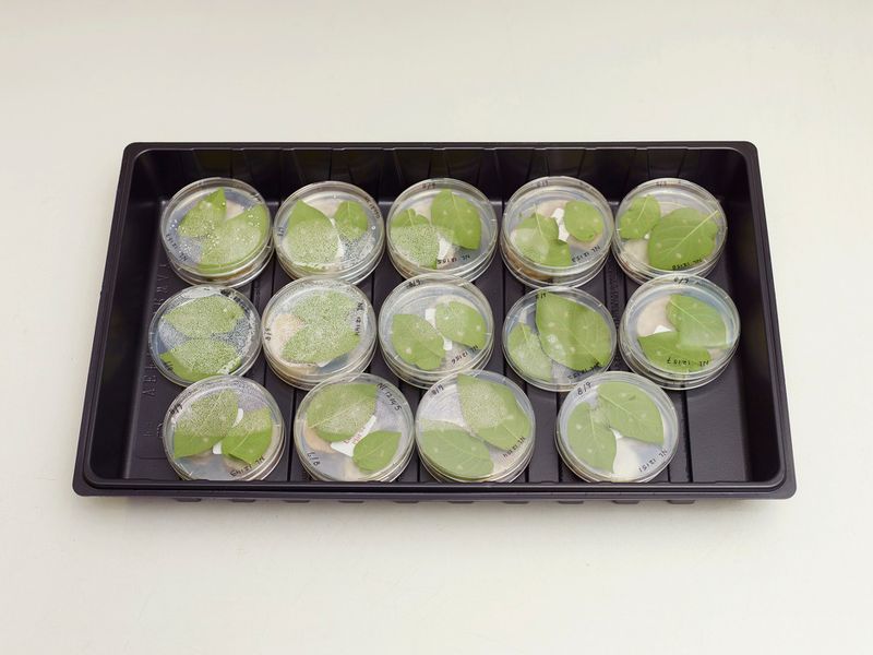 © Henk Wildschut - Image from the Food photography project