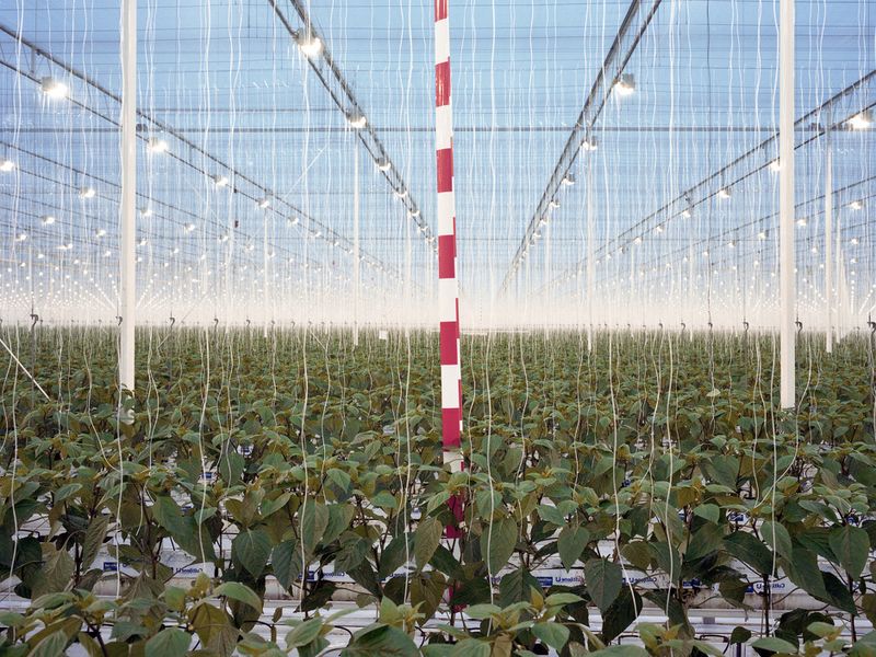 © Henk Wildschut - Image from the Food photography project