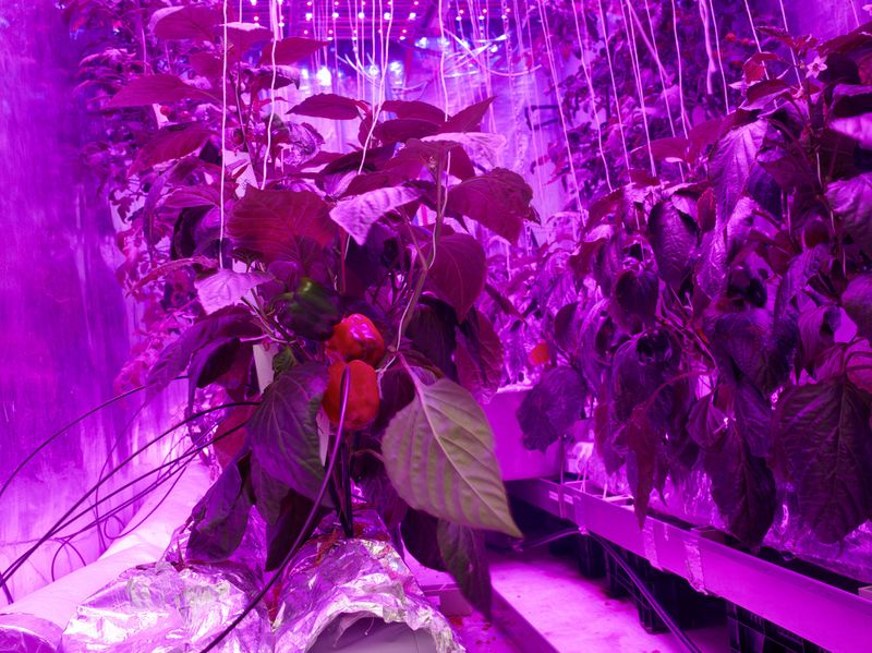 © Henk Wildschut - Image from the Food photography project