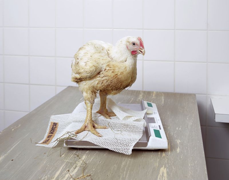 © Henk Wildschut - Image from the Food photography project