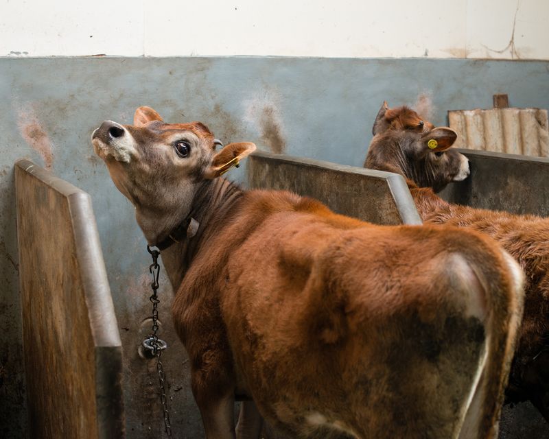 © Martin Toft - Jersey Calf, Goodlands, St Ouen, Jersey, Channel Islands, 27 May 2014