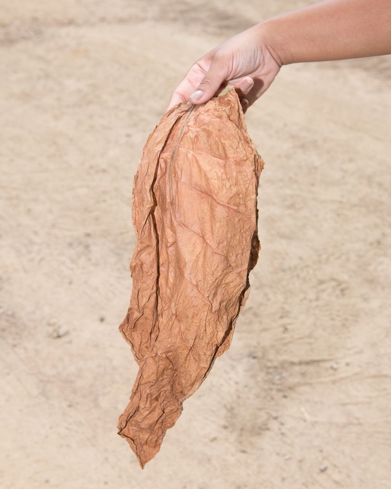 © Martin Toft - Tobacco Leaf. Muritiba, Bahia, Brazil