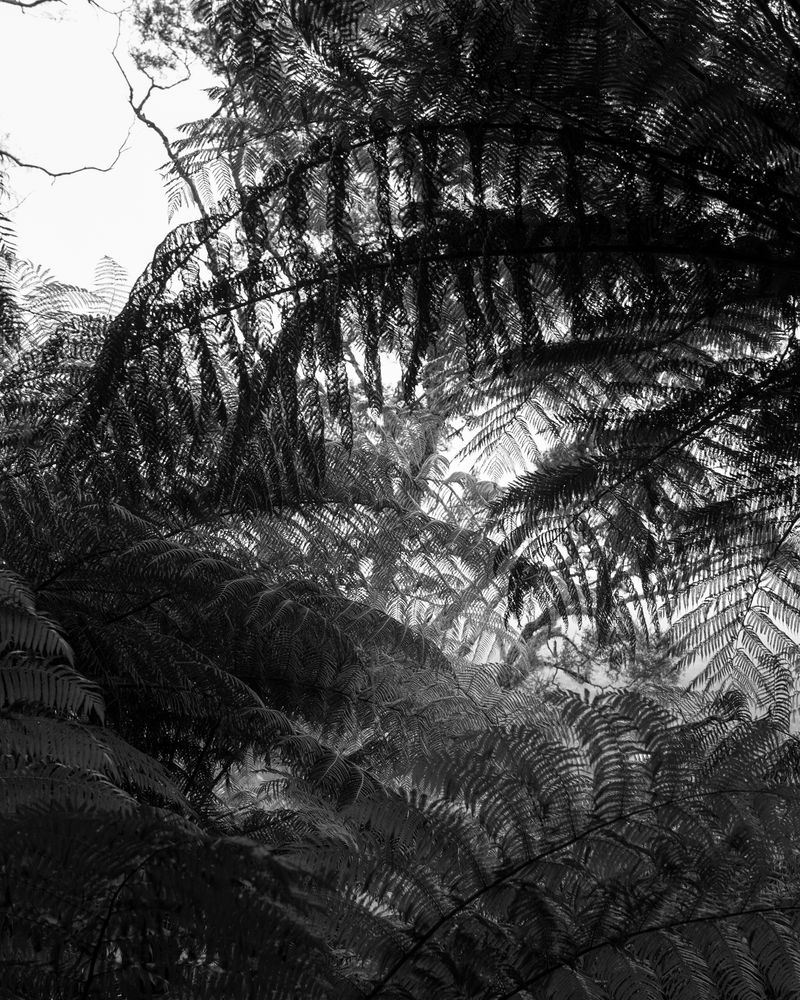 © Martin Toft - Image from the TE AHI KĀ  - The Fires of Occupations photography project