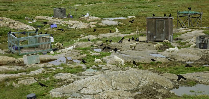 © Victoria Crayhon - Untitled Greenland I, (Sled Dogs with Crows) 2022, archival pigment print, 44 x 90 inches
