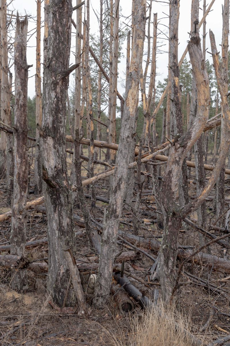 © Nazar Furyk - 20.  The forest was damaged because of the battle actions near Teterivske. March, 2024.