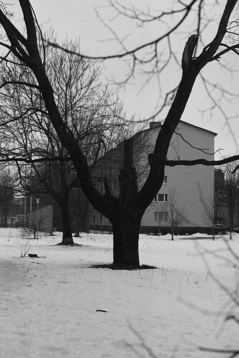 © Ksenia Shupenya - Bare trees, open space, a little solitude; feeling of waiting. Ilford Delta 3200