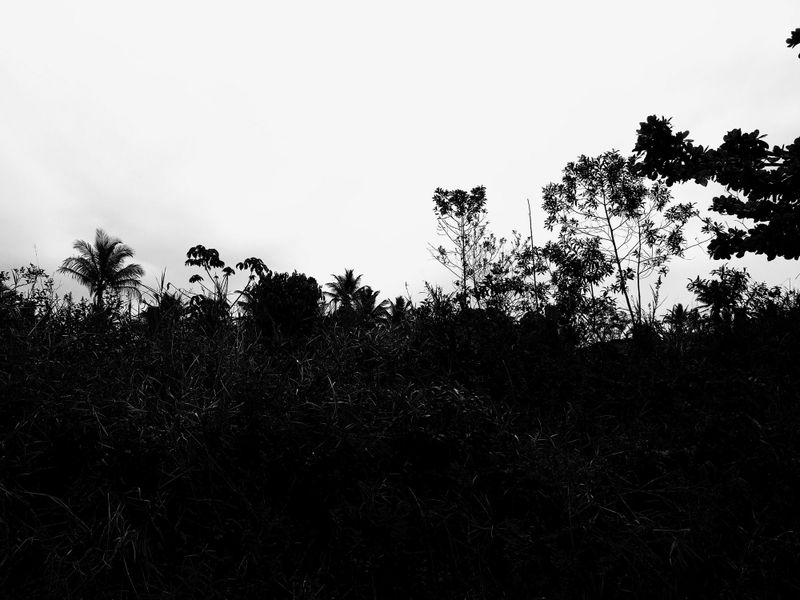 © Susanne Wehmer - Av. Taípe, Trancoso (Brasil)