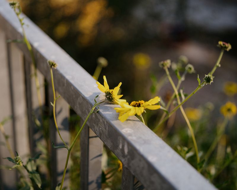 © Mathew Scott - River Flowers, Long Beach, 2021