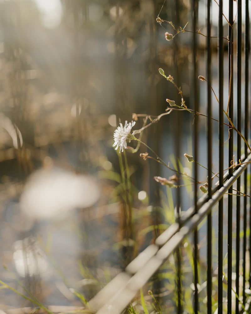 © Mathew Scott - River Flowers, Studio City, 2021