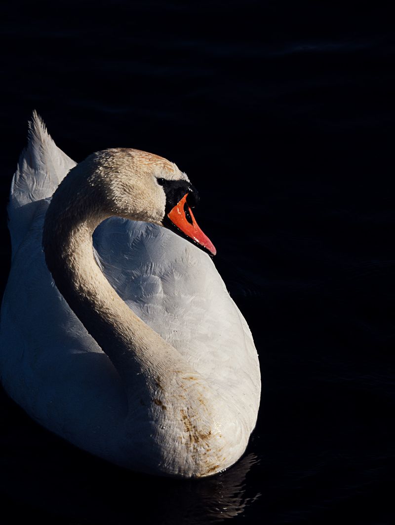 © Hiro Tanaka - Image from the Bolzo photography project