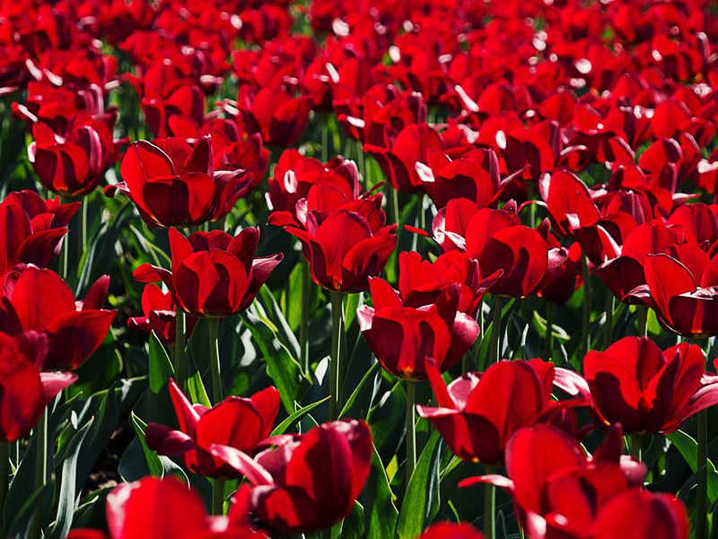 © Hiro Tanaka - Image from the BOLZO photography project