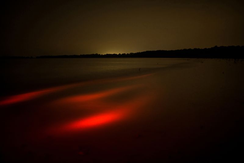 © Elisabetta Zavoli - Image from the The tree of life photography project