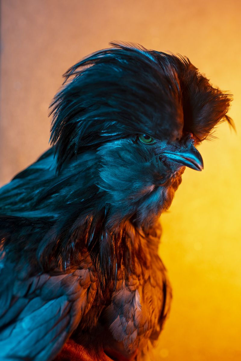 © Elisabetta Zavoli - "Rooster"