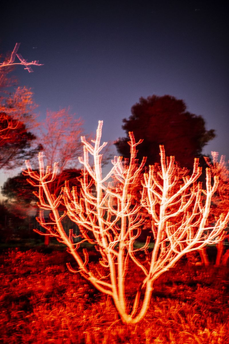 © Elisabetta Zavoli - "Fire Tree"