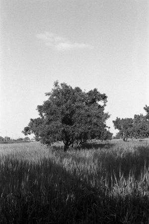 La chasse aux papillons