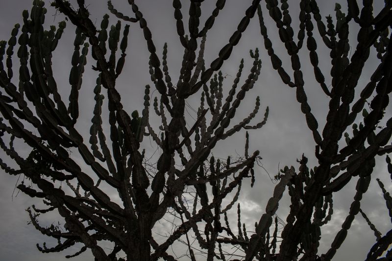 © Ruth McDowall - Landscape in new place of refuge