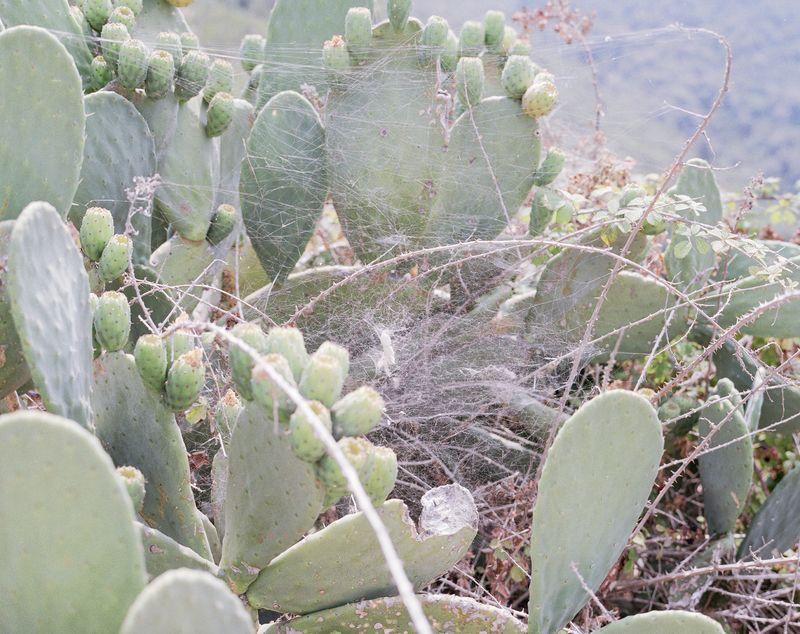 © Michaela Nagyidaiová - Image from the Transient Ties photography project