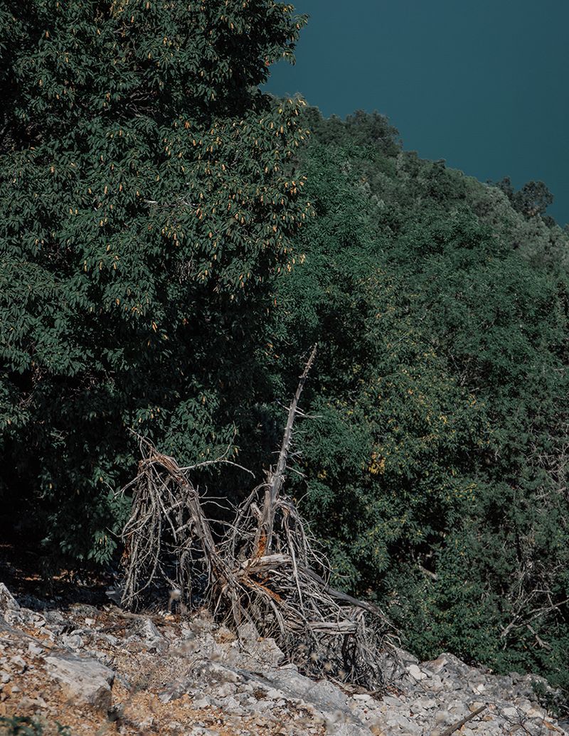 © Michaela Nagyidaiová - Uprooted tree captured when driving around northern Greece, close to Eleni's / Lena's birth village.
