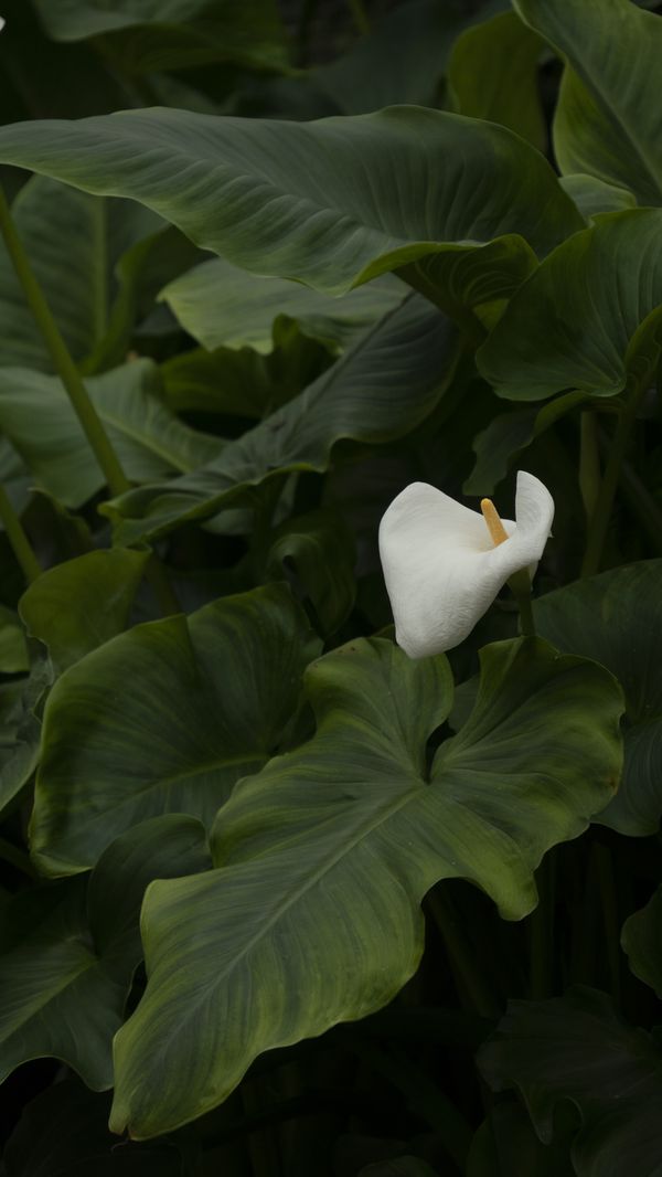 © oriane thomasson - Image from the Paradis photography project