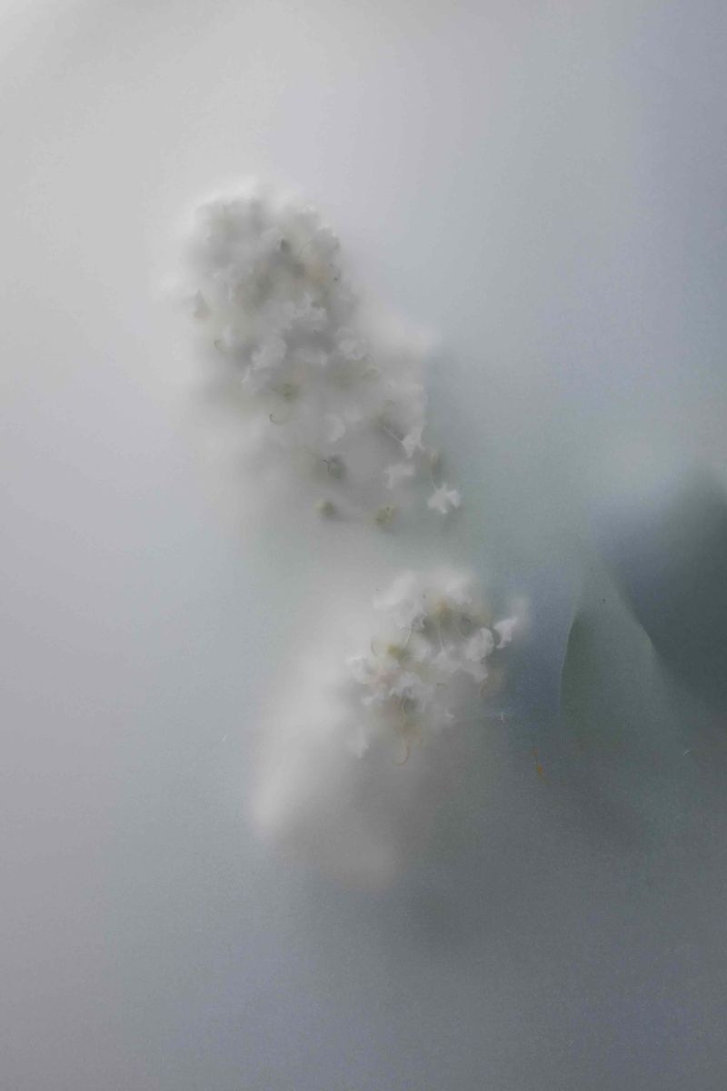 © Qiana Mestrich - "Frost (Botanical I)", 2017 From the series THRALL (2017-2020) by Qiana Mestrich