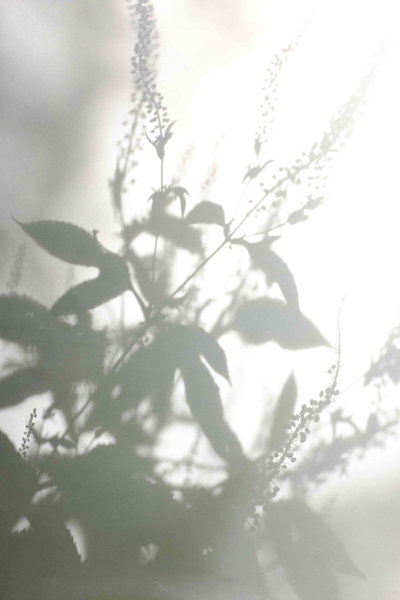 © Qiana Mestrich - "Unruly (Botanical II)", 2017 From the series THRALL (2017-2020) by Qiana Mestrich