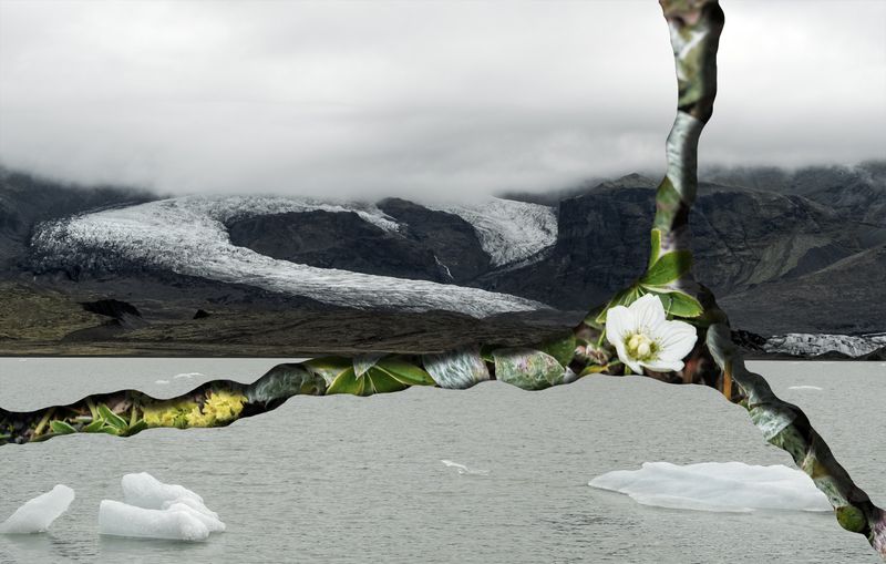 © Charlotta Hauksdottir - Resurgence XIV