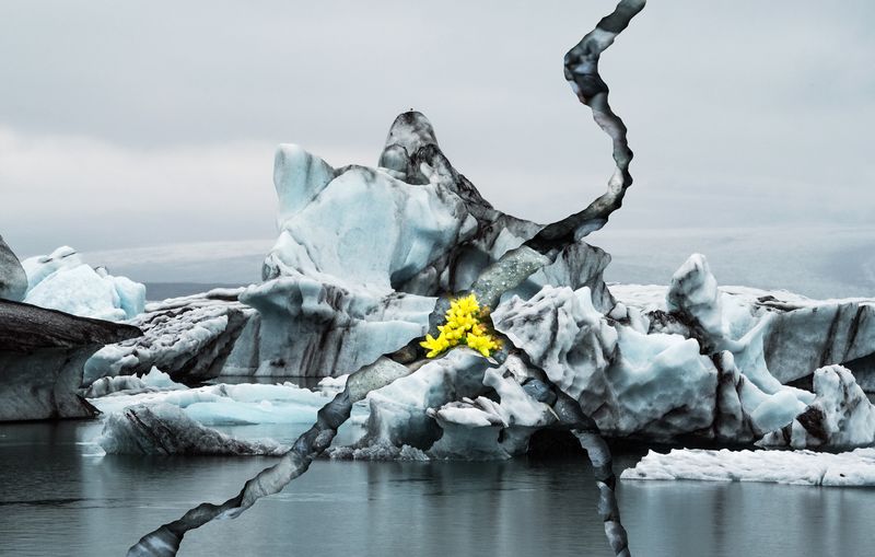 © Charlotta Hauksdottir - Resurgence XIII