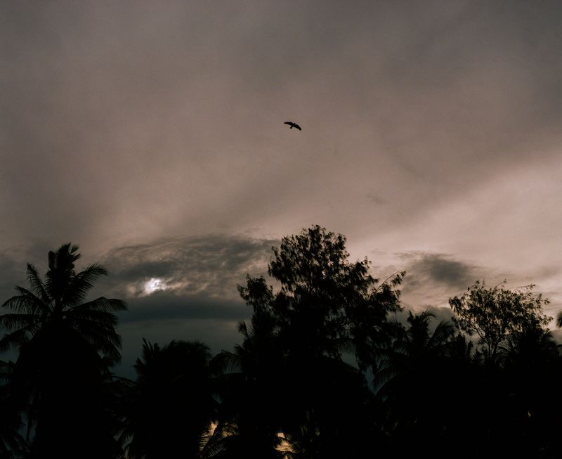 © Coosje Froentjes - ‘WHILE THE STORM PASSED,IT WAS CLEAR THAT:“ONE SHOULD NEVER FORGET HOW TO FLY”. ’