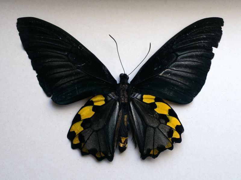 © Coosje Froentjes - Image from the WE NEVER FORGOT HOW TO FLY photography project