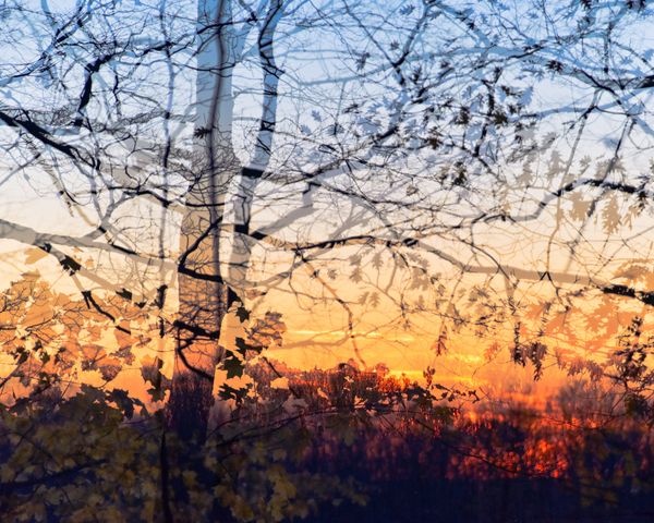 © Eleonore Menga - sunset paints the woods in hues of blue and yellow, casting a mesmerizing silhouette of a solitary tree, Montreal 2023