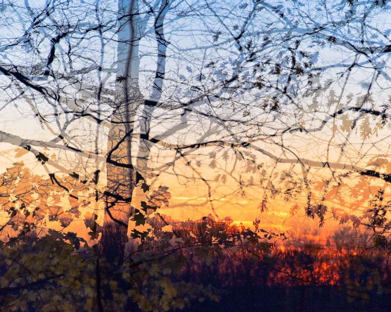 © Eleonore Menga - sunset paints the woods in hues of blue and yellow, casting a mesmerizing silhouette of a solitary tree, Montreal 2023