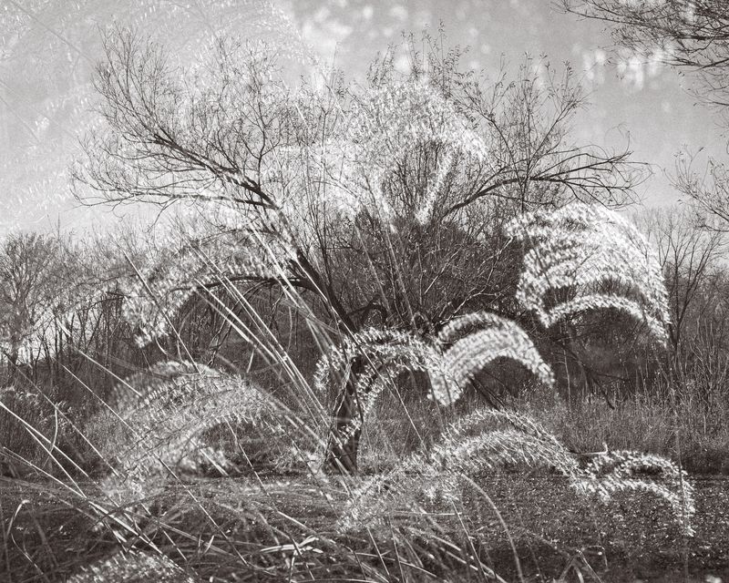© Eleonore Menga - A towering tree, bare yet resilient, intertwined with the soft elegance of a wild herb's fluffy leaves, Montreal 2023