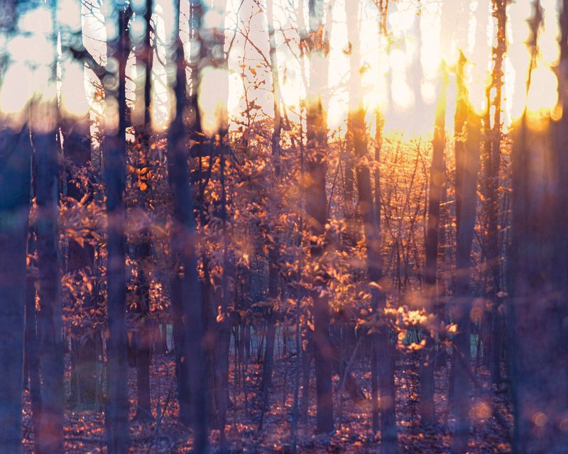 © Eleonore Menga - Dreamlike woods at the brink of the blue hour, Montreal 2023