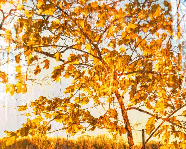 © Eleonore Menga - the fiery hues of fall in a flamboyant tree silhouette, Montreal 2023