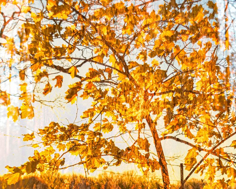 © Eleonore Menga - the fiery hues of fall in a flamboyant tree silhouette, Montreal 2023