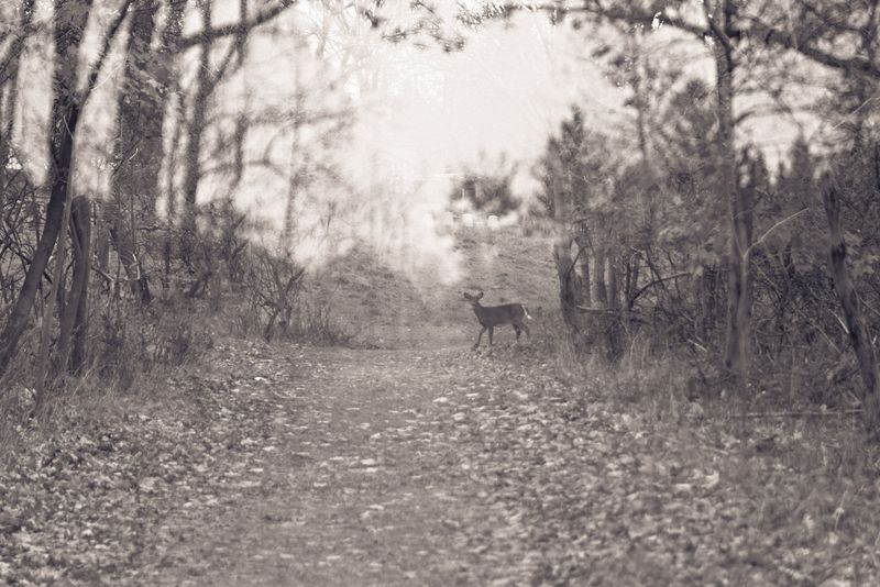 © Eleonore Menga - a baby deer emerges from the woods. A fleeting glimpse of innocence at the threshold of the unknown, Montreal 2023