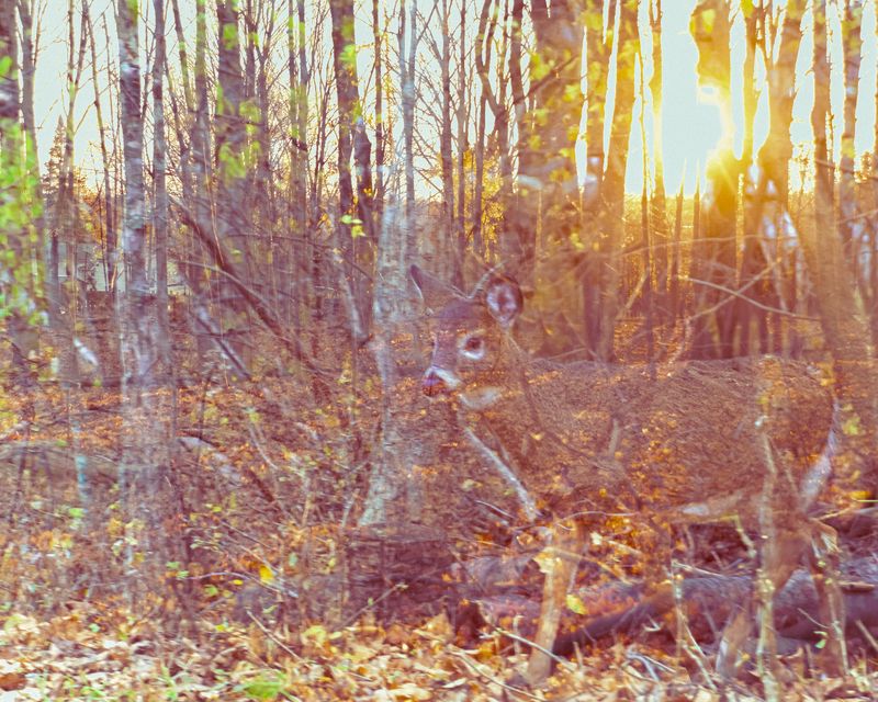 © Eleonore Menga - A baby deer gazes from the woods, bathed in the warm hues of a sunset, Montreal 2023