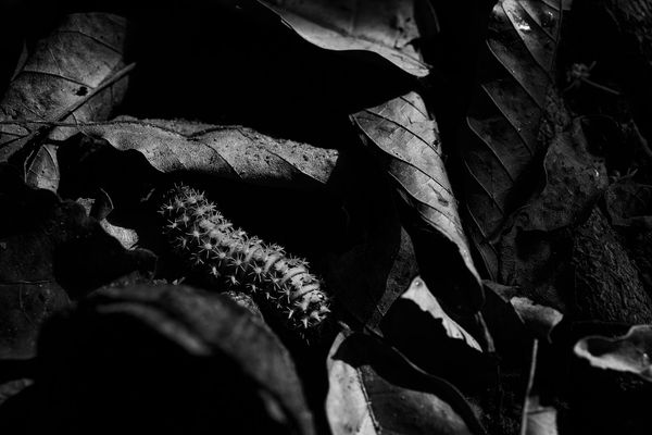 © Olivier Khouadiani - Caterpillar in a Cacao field, one of the references for Neo Goli