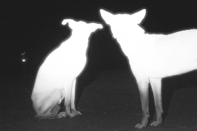 © Yago Soria - Image from the Fukú No Unagi photography project