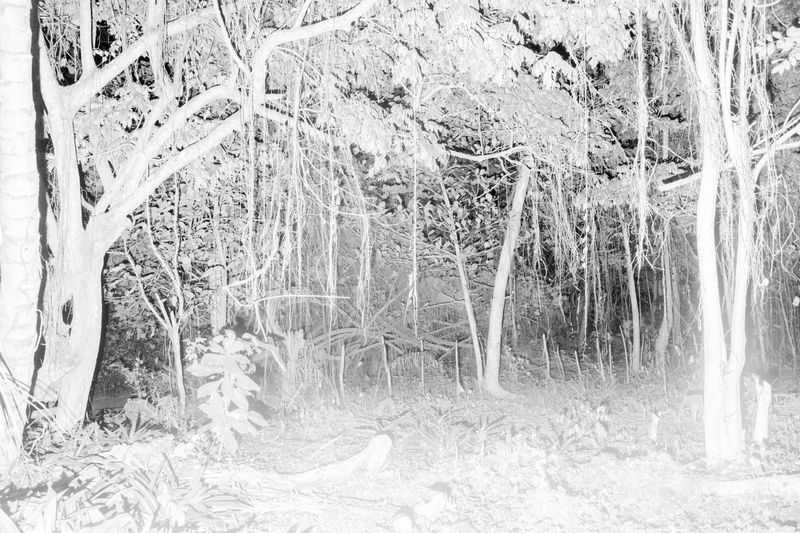 © Yago Soria - Image from the Fukú No Unagi photography project