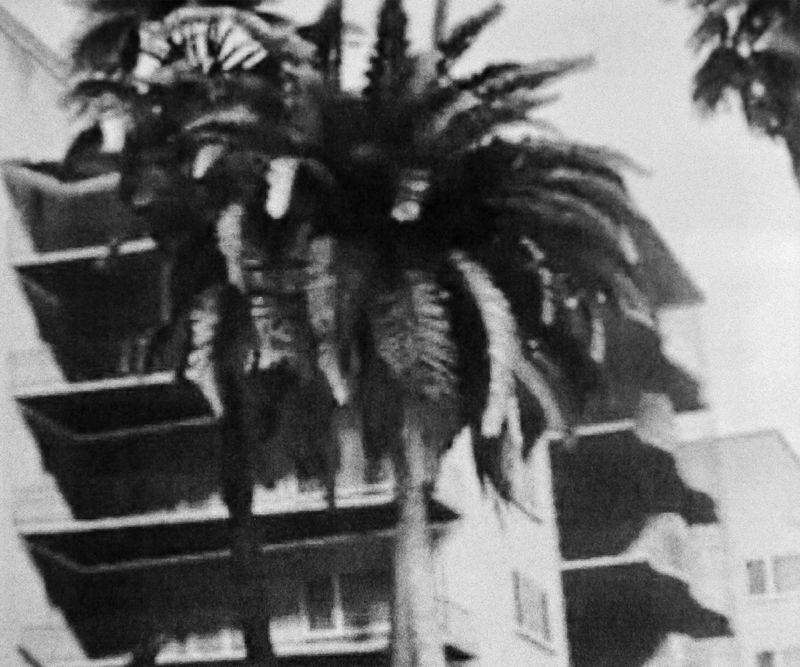 © Eleonora Paciullo - Image from the This is L.A. photography project